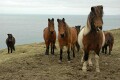 Wild, but curious, ponies