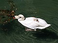 A Signet having a nap in Annecy