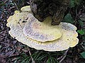 An interesting bracket fungus