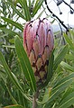 A protea in the fynbos