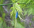 Amazing blue beetle