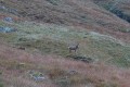Another stag