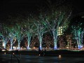 Trees lit up with Christmas lights